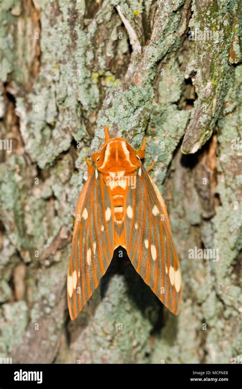 Regal Moth Hi Res Stock Photography And Images Alamy