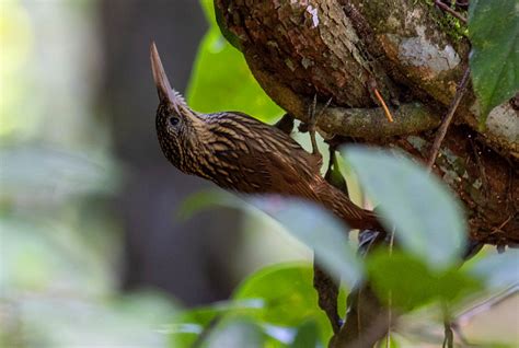 El Salvador Birds Julio Acosta On Twitter Nuestra Primera Parada