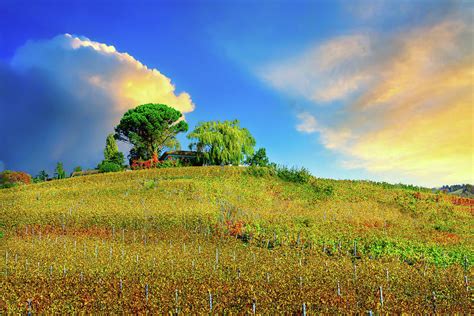 Hillside Vineyards Photograph by Larry Huffman - Fine Art America