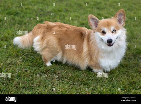 Pembroke corgi standing on grass, facing. "Fluff" or long hair type. Pembrokeshire Wales UK ...