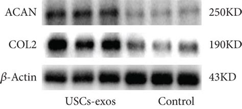 USC Exos Resist Senescence And Promote NPC Proliferation And ECM