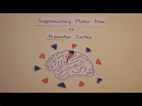 Supplementary Motor Area Mri