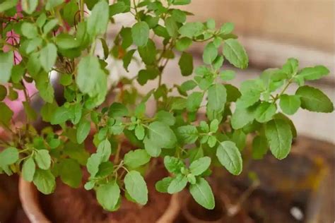 Tulsi Leaves सेहत के लिए चमत्कार है तुलसी का पत्ता कैंसर से लेकर