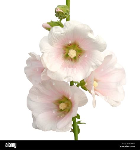Beautiful Hollyhock Flower Isolated On White Background Stock Photo Alamy