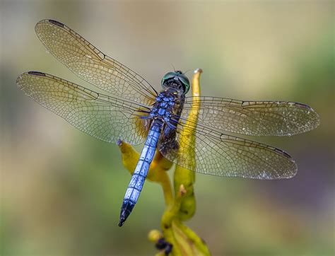 Blue Dasher Dragonfly Green Cay Nature Preserve Pedro Lastra Flickr