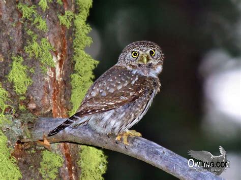 Northern Pygmy-Owl - Owling.com