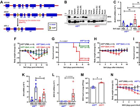 Irf Inhibits Inflammatory Signaling Pathways In Macrophages To Prevent