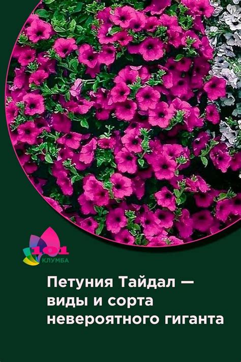 Петуния Тайдал — виды и сорта невероятного гиганта | Plants, Tidal wave ...
