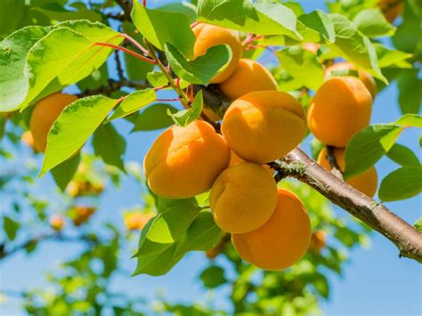 Premature Fruit Drop On Apricot Trees Why Do Apricot Fruits Fall From