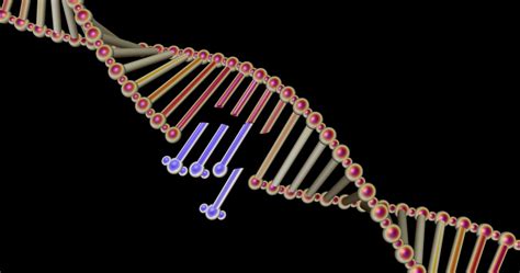 Discovery of Intron Function Interrupts Evolutionary Paradigm - Reasons ...