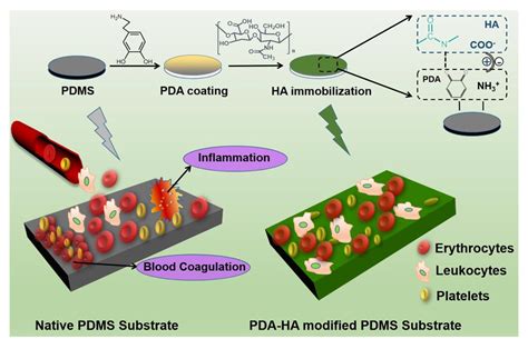 Polymers Free Full Text Biopolymer Coatings For Biomedical Applications