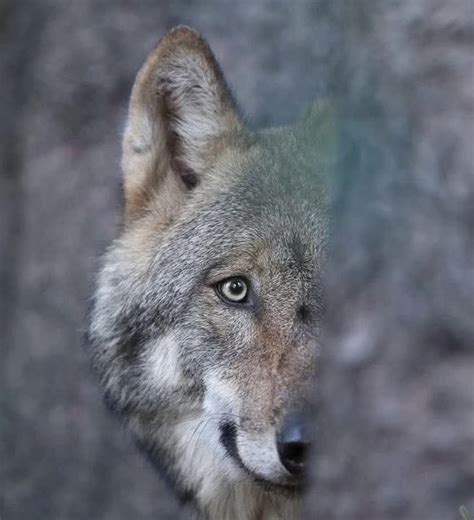 Links 12 1 2025 Naked Capitalism