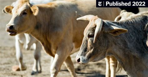 Plan To Reduce Feral Cattle In New Mexico Draws Objections The New