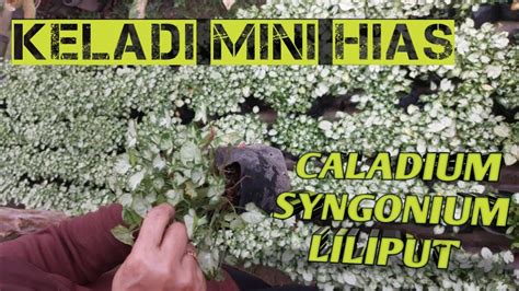 Budidaya Rumahan Keladi Mini Caladium Liliput Prospek Bagus Untuk