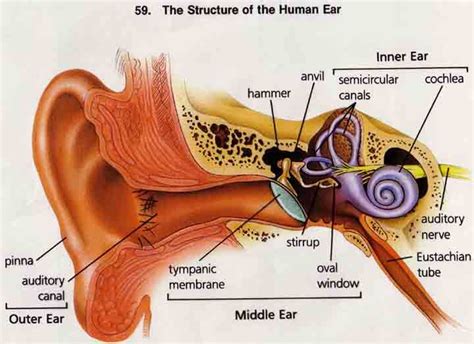 Structure Of The Human Ear