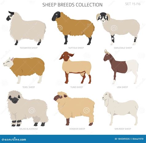 Sheep Breeds Collection 15. Farm Animals Set Stock Vector ...