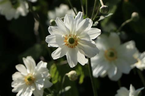 Japan Herbst Anemone Whirlwind Beste Sorten And Stauden Wissen