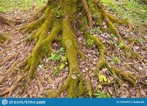 Green Moss Covered Tree Roots Stock Image Image Of Landscape Scenic