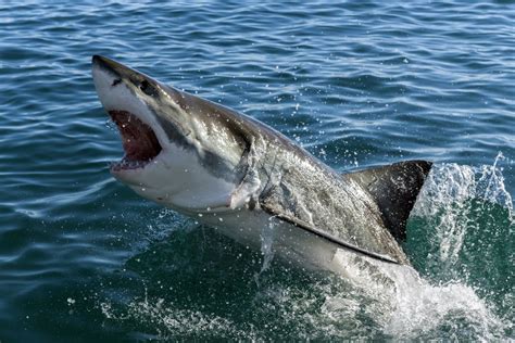 Le Top Des Animaux Les Plus Dangereux De La Plan Te