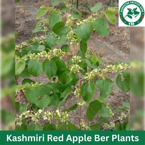 Full Sun Exposure Kashmiri Red Apple Ber Plants For Fruits At Rs