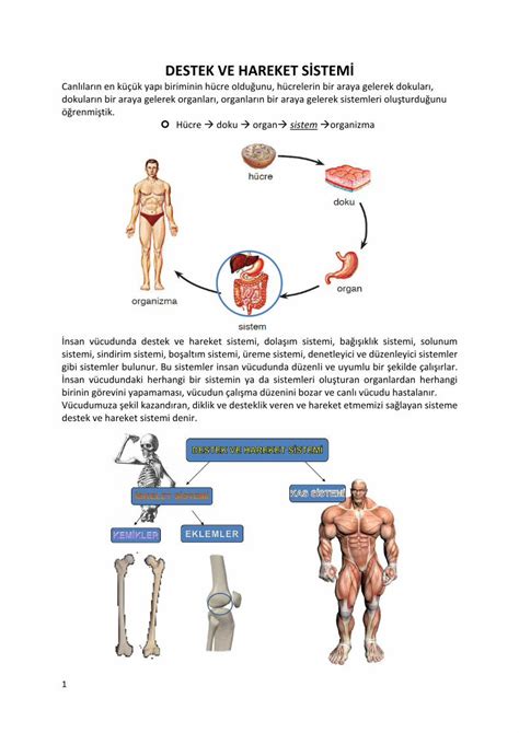 Pdf Destek Ve Hareket S Stem Fenokulu Destek Ve