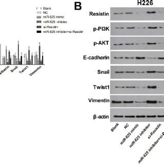 MiR 625 Targets Resistin To Inhibit EMT Of NSCLC Cells Via