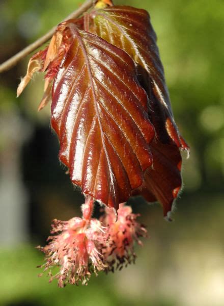 Rotbuche Blatt Rot Braun Bl Te Fagus Sylvatica Galerie Album Bilder Fotos