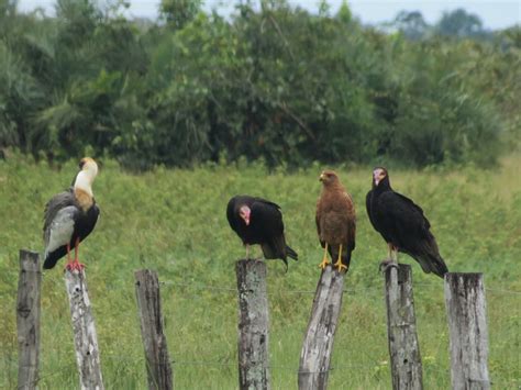 Blog Aves De Rapina Brasil Urubus S O Aves De Rapina