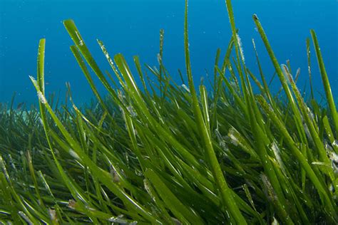 Important Facts About Seagrasses Key Biscayne Citizen Scientist Project