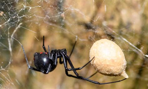 6 Spiders That Look Like Black Widows But Are Not A Z Animals