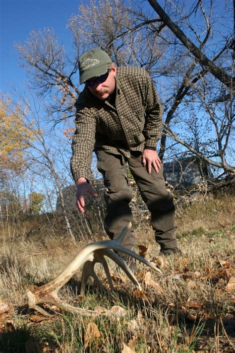 How Far Apart Do Mature Bucks Shed Their Antlers Big Deer