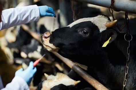 Hemorrhagic Septicemia Disease Management in Cattle: Symptoms, Treatment, Prevention and ...