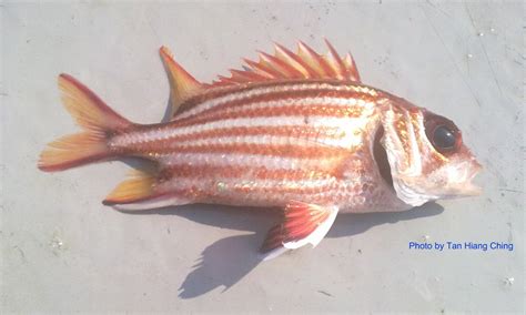 Squirrelfishes - Talk About Fish