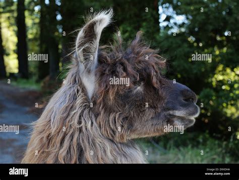 A Close Up Of A Beautiful Llama Stock Photo Alamy