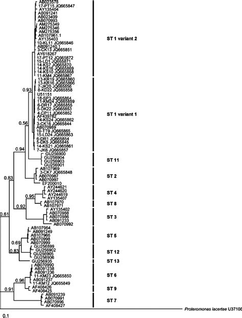 The Bayesian Phylogenetic Tree Of Blastocystis Isolates Inferred From