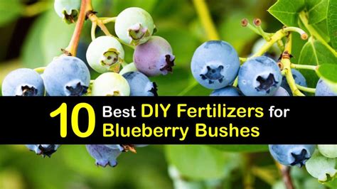 Stunning Homemade Blueberry Fertilizers - DIY Blueberry Food