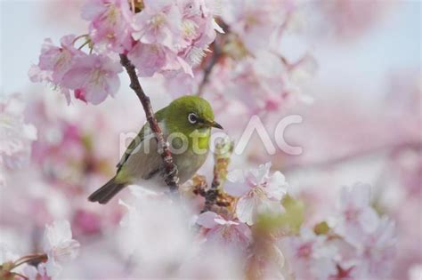 桜の枝にとまるメジロ No 26044083｜写真素材なら「写真ac」無料（フリー）ダウンロードok