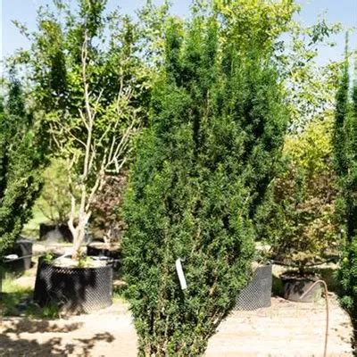 Taxus Baccata Fastigiata Robusta Collection Schmale S Uleneibe