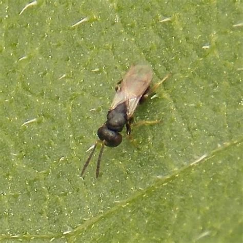 Tiny Wasp Bugguide Net