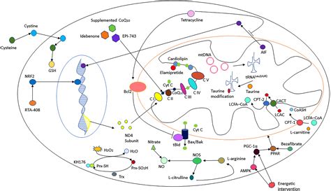 Treatment Of Mitochondrial Disease - Pregnant Center Informations