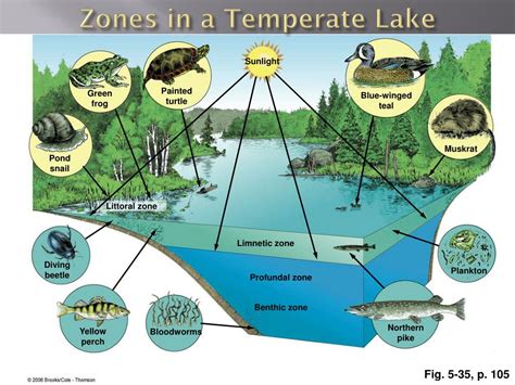 Zones Of Aquatic Ecosystem