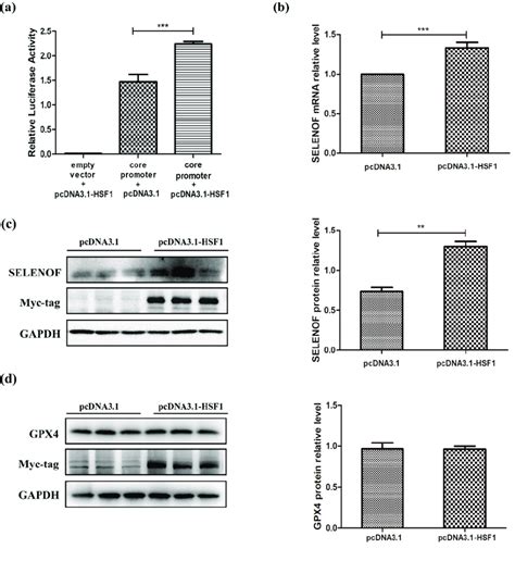 Heat Shock Factor 1 Hsf1 Increased Selenof Transcriptional Download Scientific Diagram