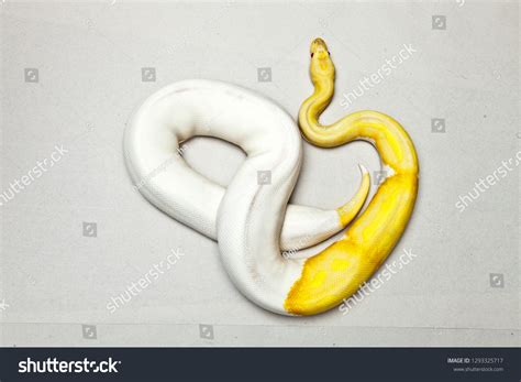 piebald ball python images stock  vectors shutterstock