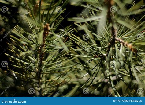 Close Up On Juniper Needles Stock Photo Image Of Foliage Great