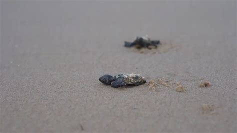 A Isola Delle Femmine Trovate Uova Di Tartarughe Caretta Caretta