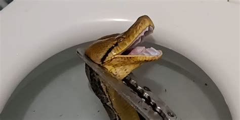 12 Foot Python Gets Stuck In Toilet Videos The Dodo