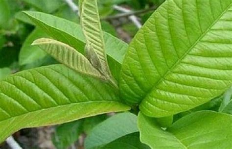 LES BIENFAITS DE LA FEUILLE DE GOYAVE VIE D EDEN