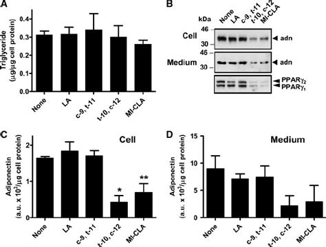 Acute Supplementation Of Differentiated 3t3 L1 Cells With T 10 C 12