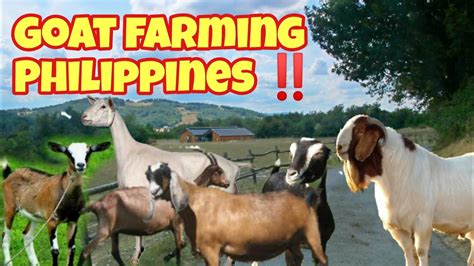 Goat Farming Breed Of Goats Available In The Philippines Youtube