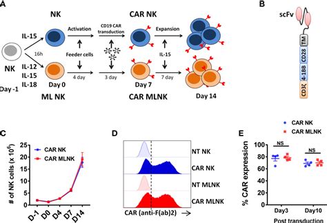 Frontiers Cytokines Induced Memory Like NK Cells Engineered To